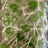 Small Flat Green Lollipops 1kg